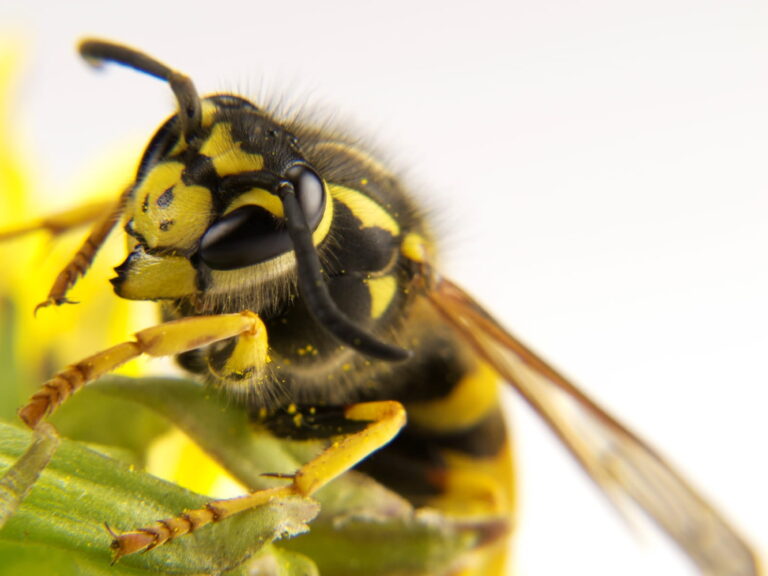 How to Remove A Bee Sting